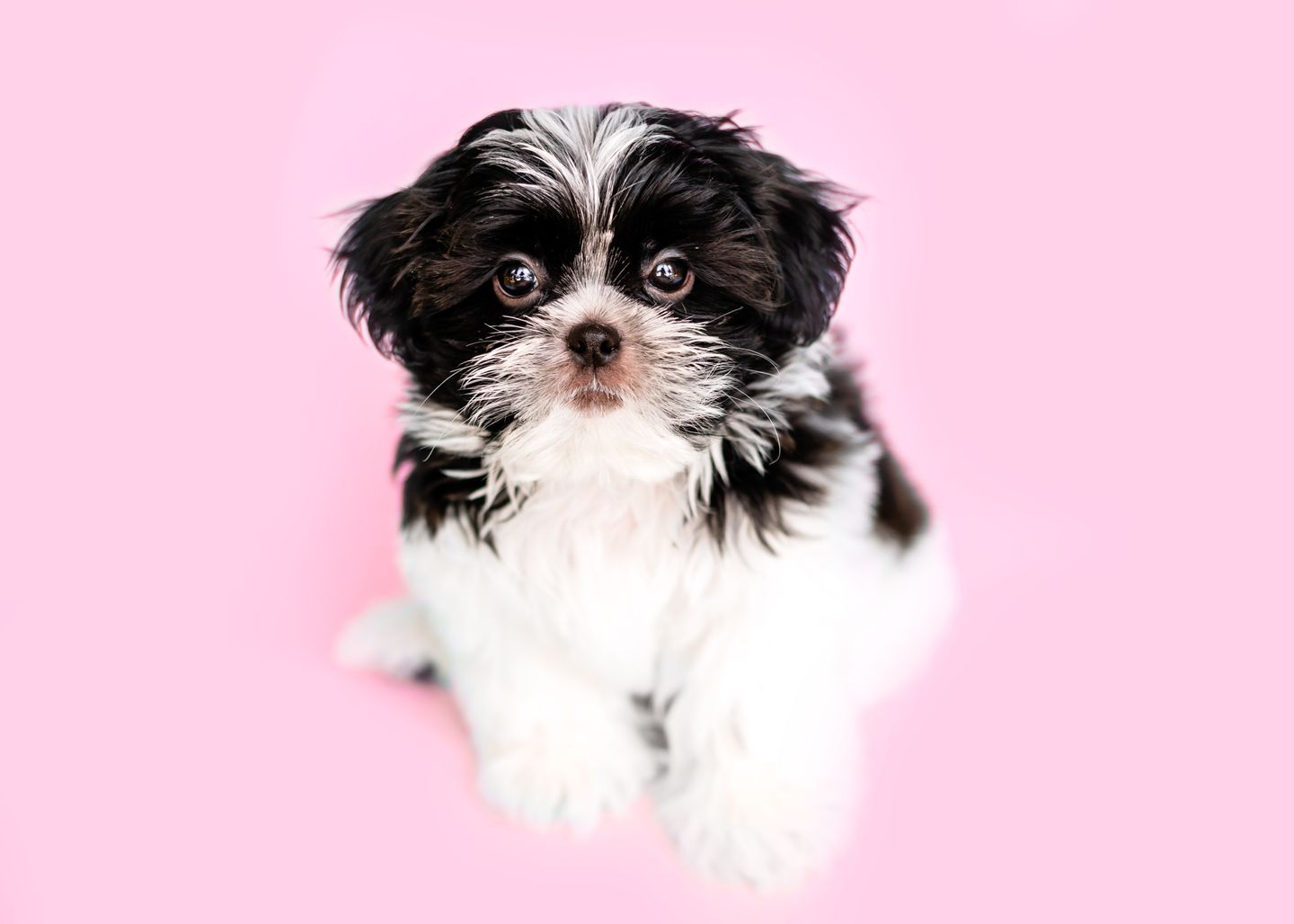 Why and how often should I get my puppy groomed?