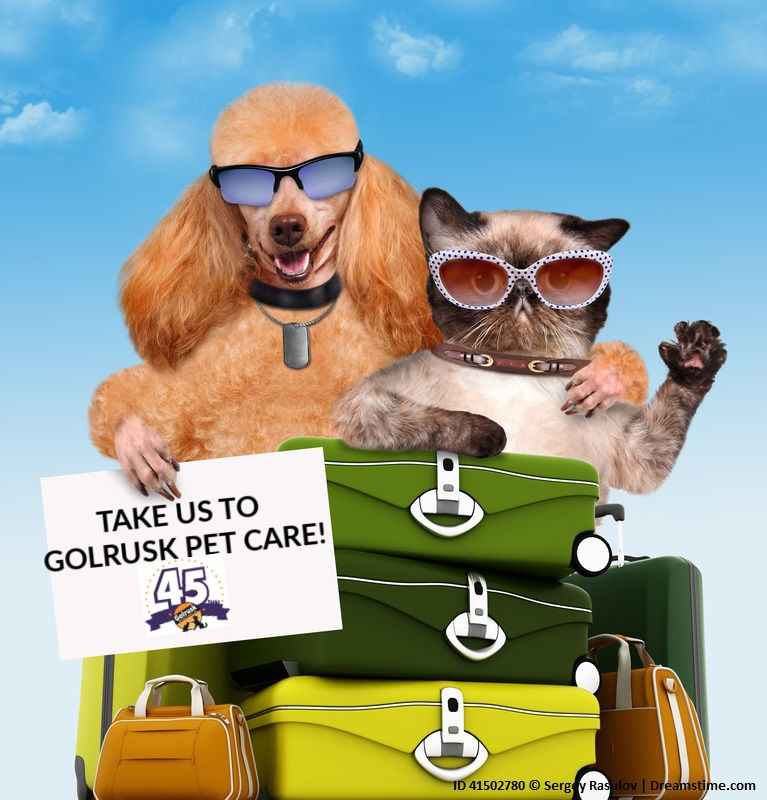 Preparing Your Dog For Boarding Green Bay, Wisconsin