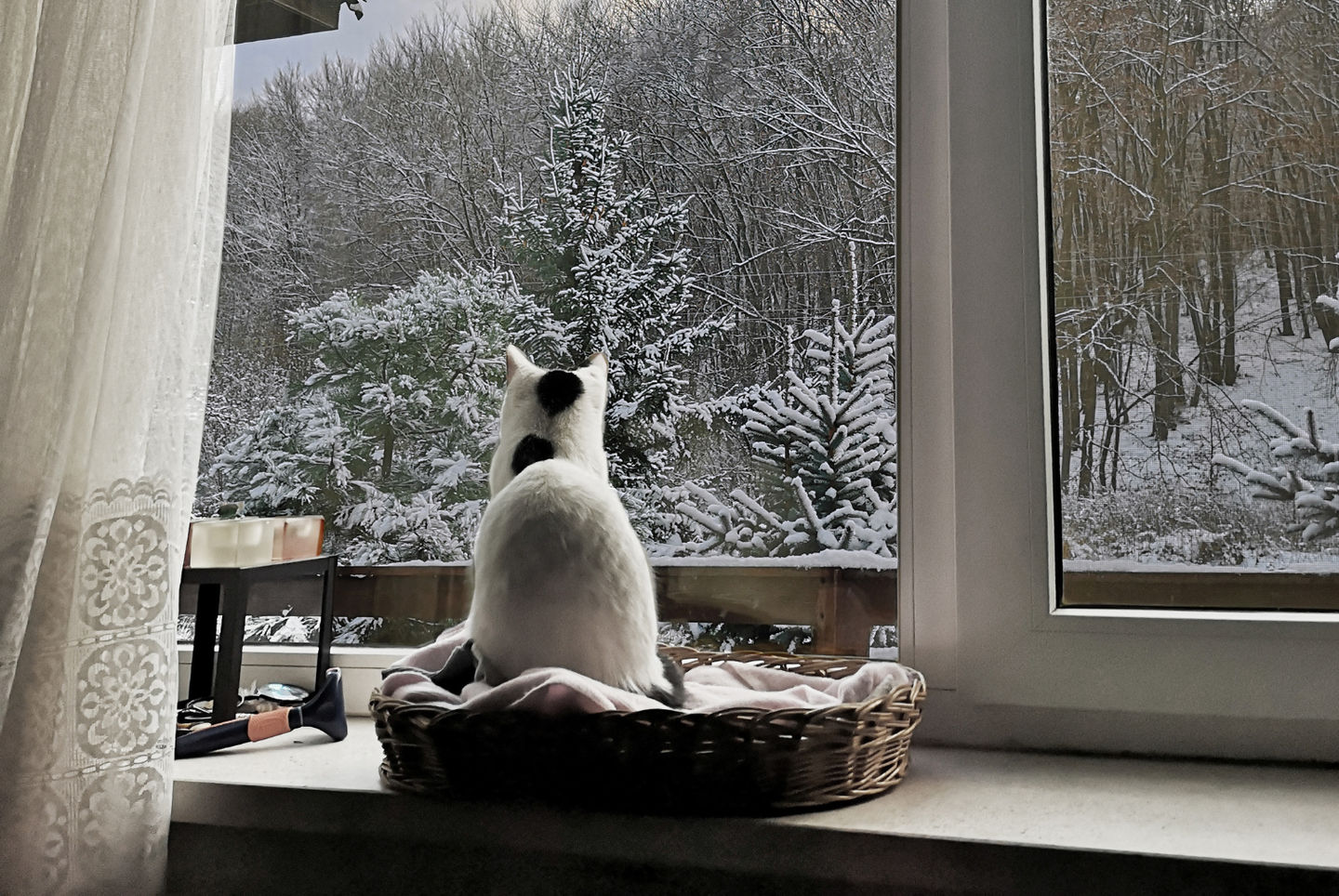 Winter Safety for Indoor and Outdoor Cats