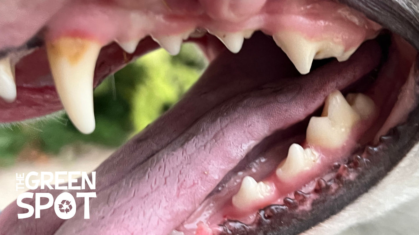 Image of blog post Pet Dental Health Month
