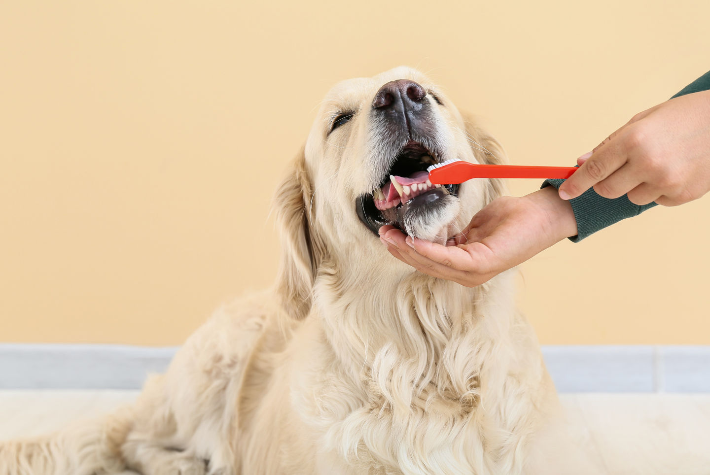 Your Guide To Brushing Your Pet’s Teeth Brockton, Massachusetts