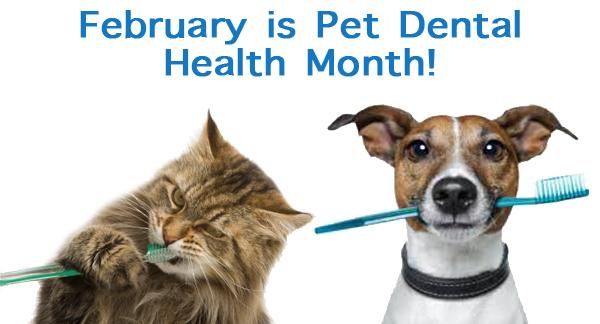 FEBRUARY IS  PET DENTAL HEALTH MONTH!  LET'S GET READY...