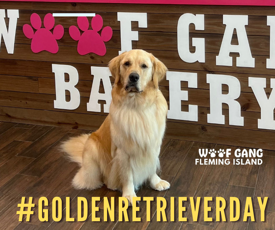 National Golden Retriever Day