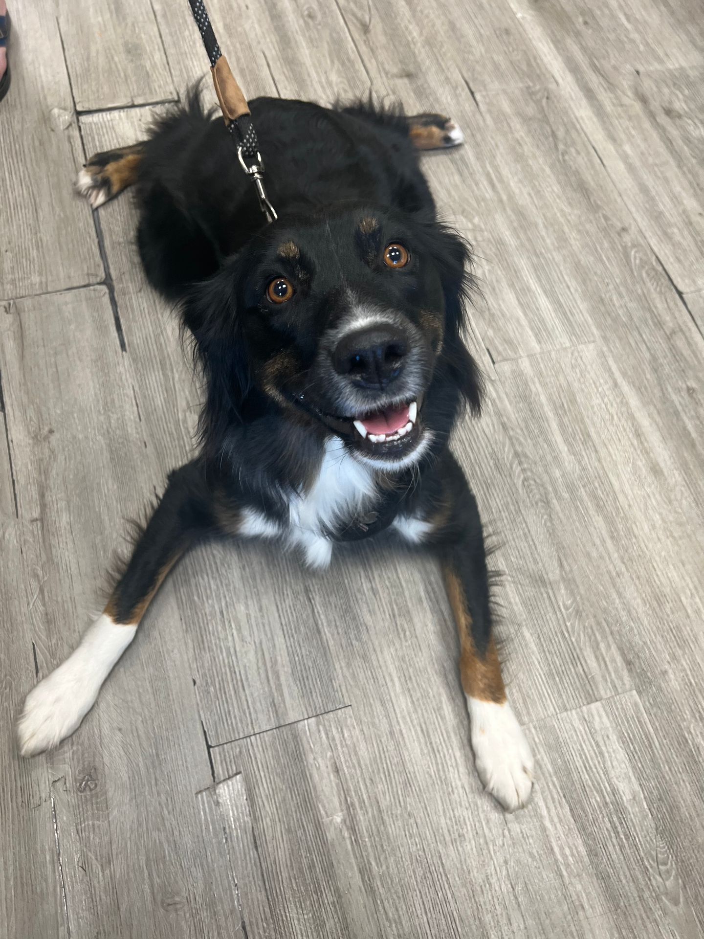 February is National Pet Dental Health Month