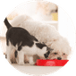 Nutritional Counseling