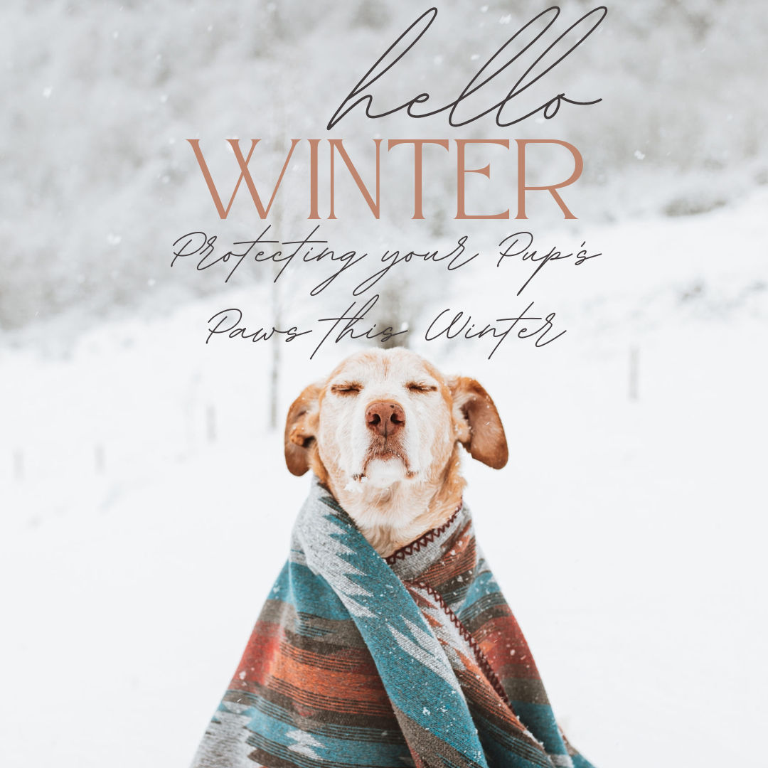 Protecting Your Pup's Paws This Winter: Hounds Can Help!