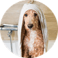 Dog Grooming