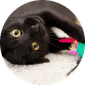 Cat Supplies