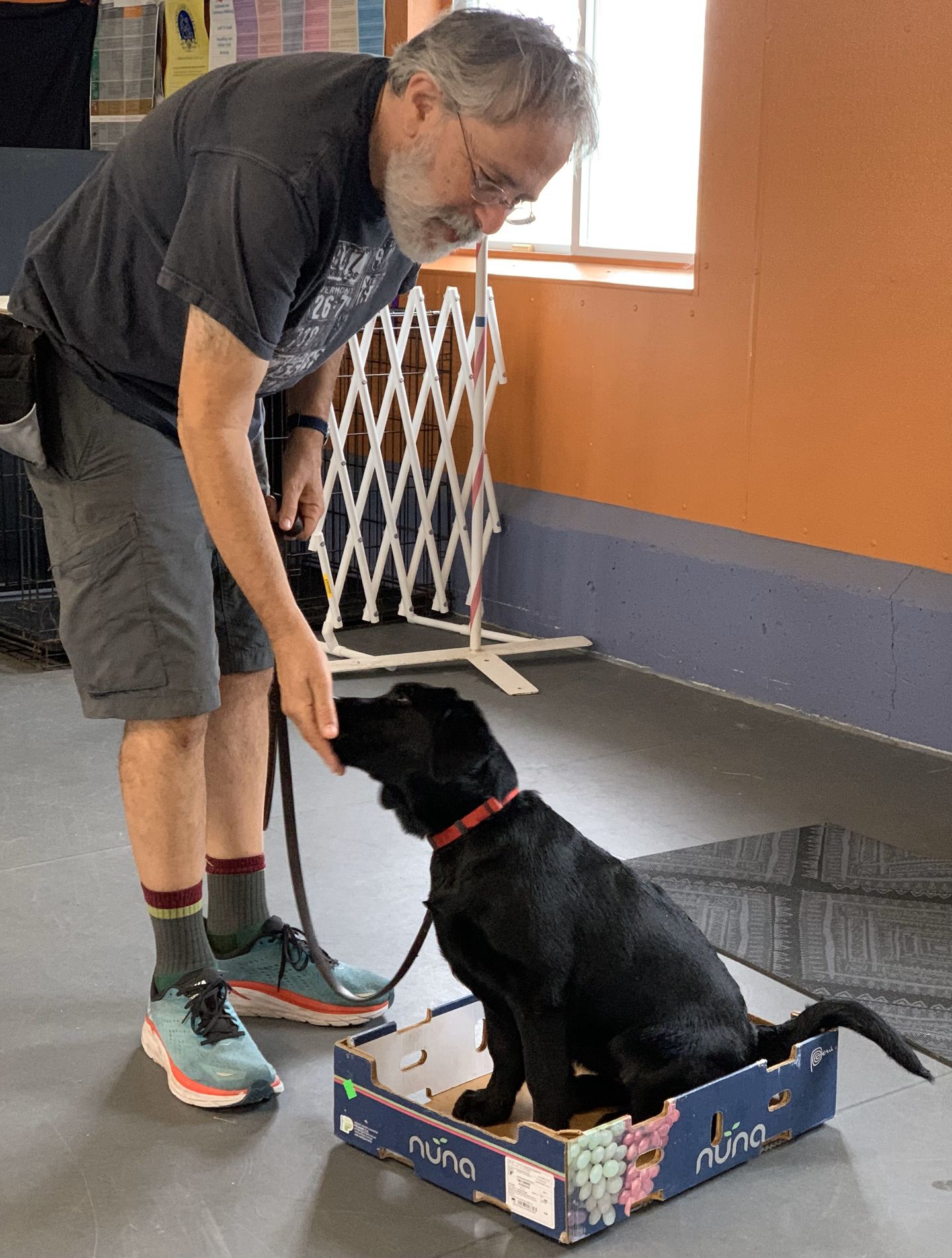 Image of Local Pet Event Puppy Life Skills Class (8 mth& Under) Nearby