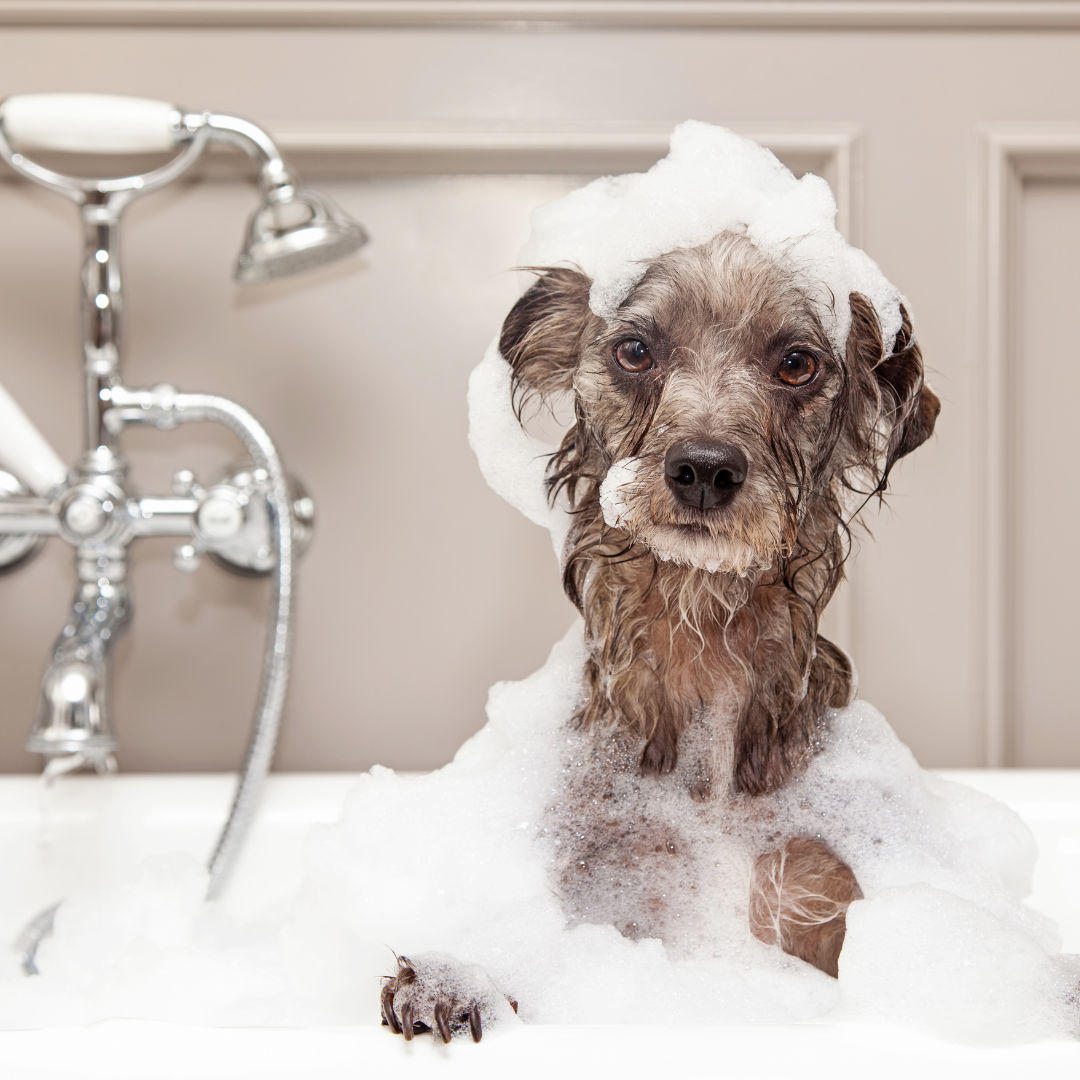 Dog grooming isn't just about fancy cuts and blowouts