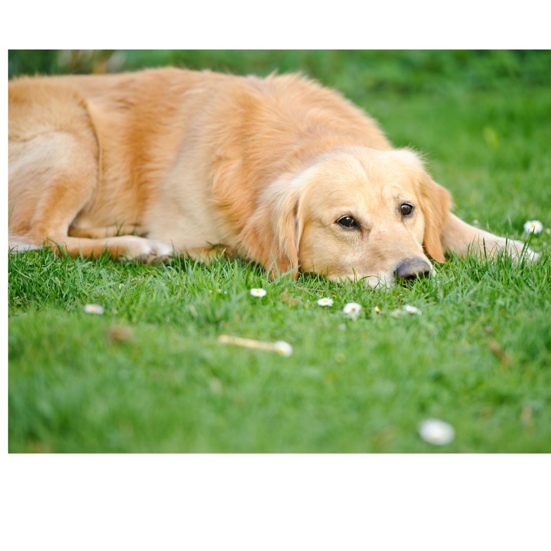 Pawtential Dangers of Springtime: Keep Your Dog Safe and Healthy!