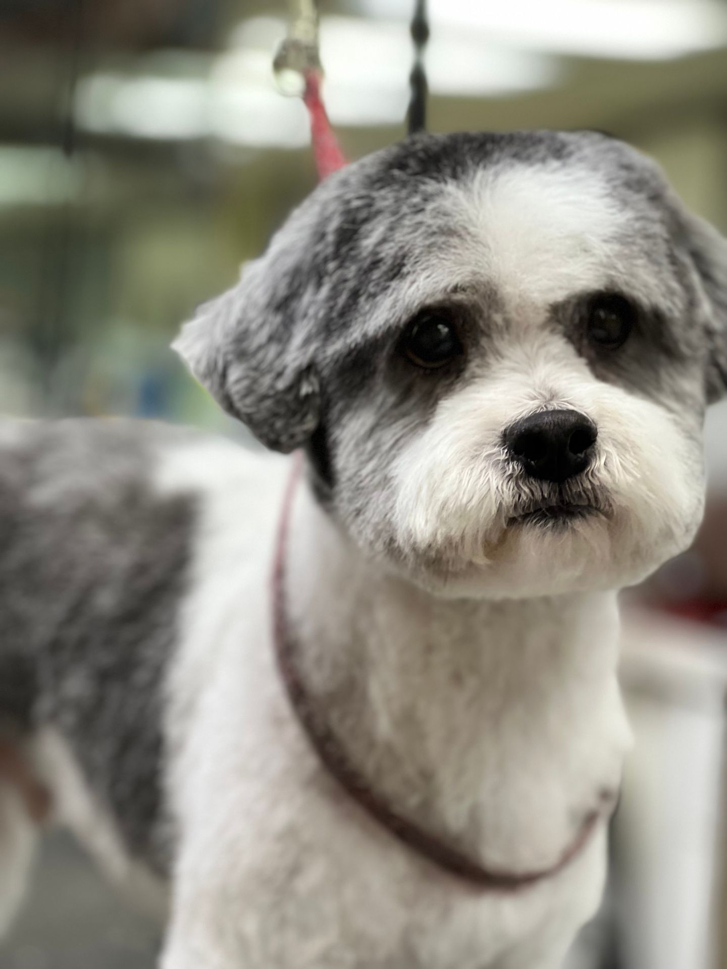 Grooming Appointments Available Green Bay, Wisconsin