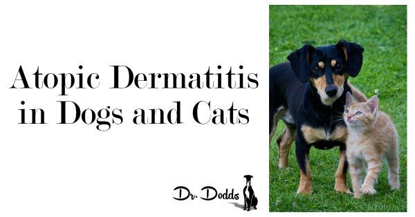 Atopic Dermatitis in Dogs and Cats