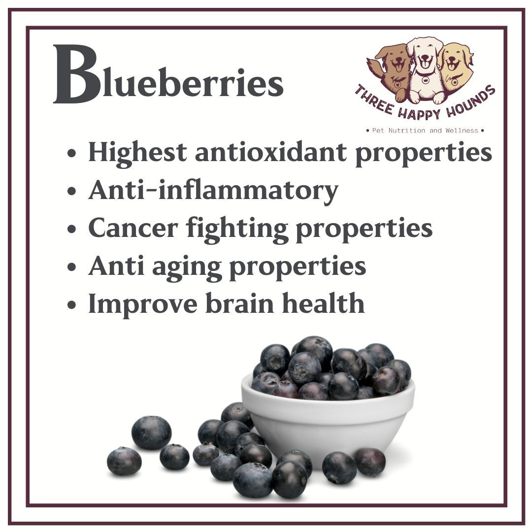 Superfood Spotlight Discover The Wonders Of Blueberries For Your Dog's