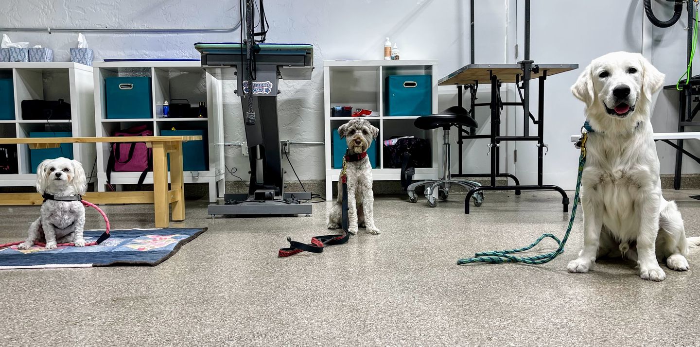 Six Tips to Successfully Train Your Dog
