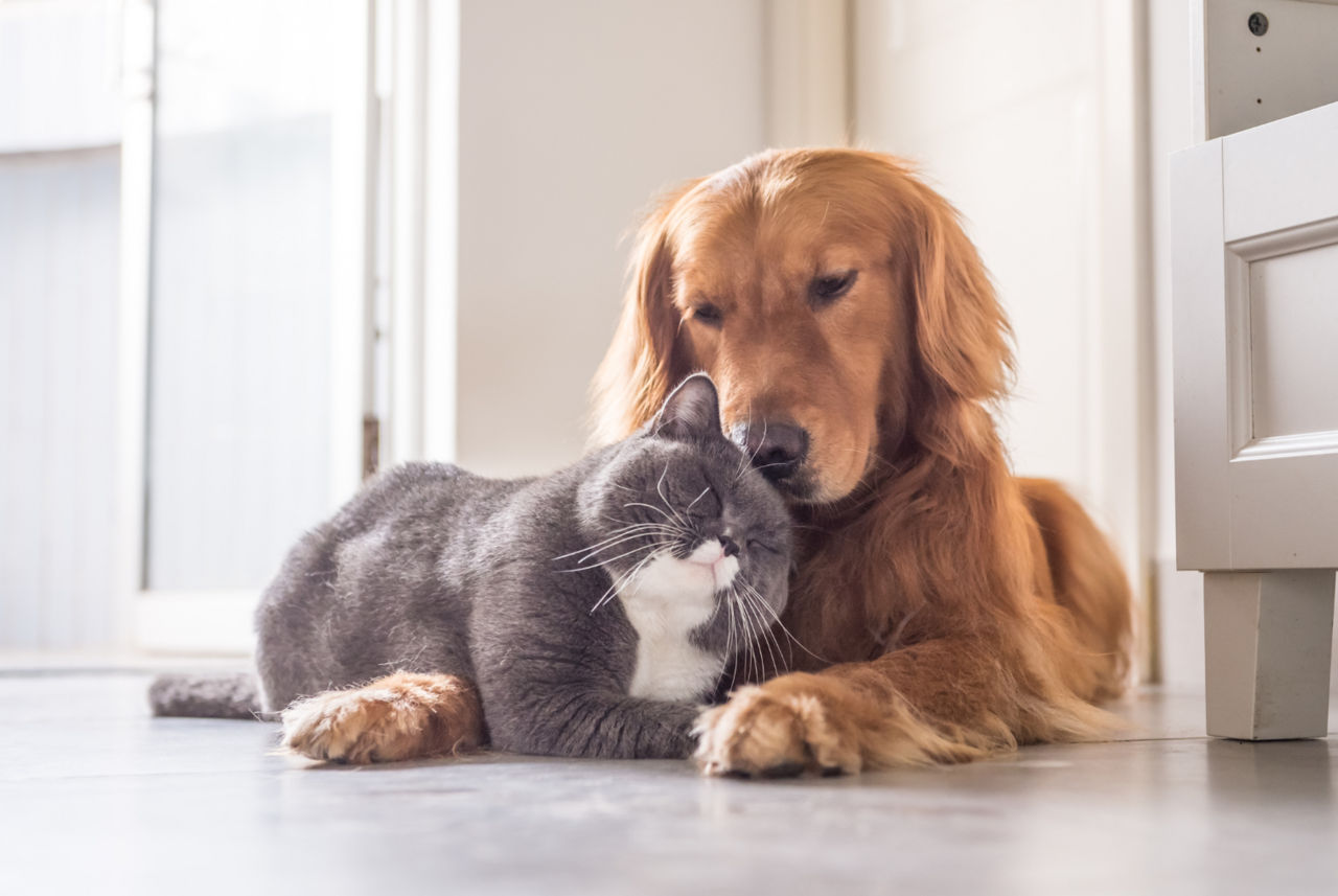 Image of blog post Sharing the Love: Free Pet Food for Your Newly Adopted Dog or Cat
