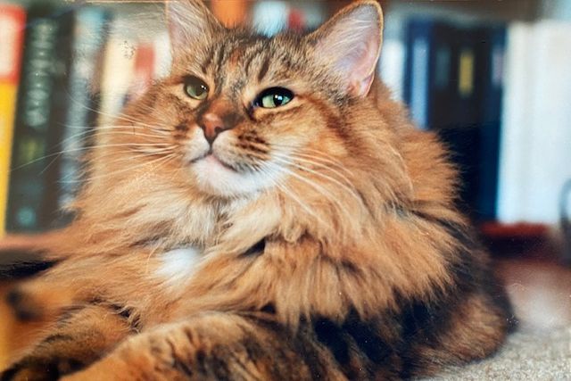 Considering a Raw Diet for your Dog or Cat?
