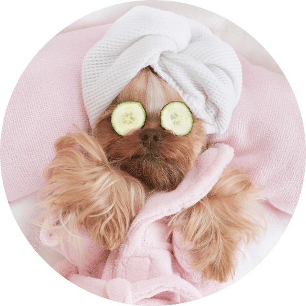 Making Every Tail Wag: The Pets Etc Grooming Experience