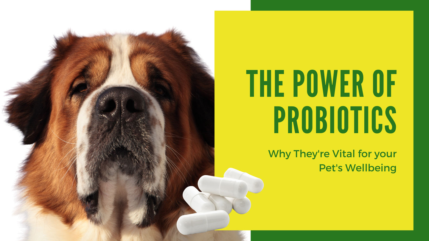 The Power of Probiotics: Why They're Vital for Your Pet's Wellbeing