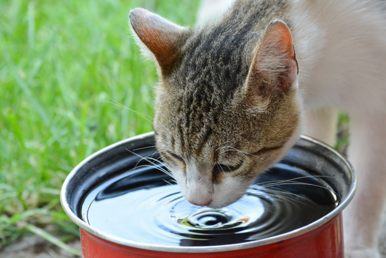 Heat Safety for Cats