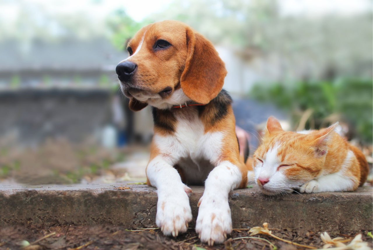 Image of blog post What is Heartworm and How Do I Protect My Pet?