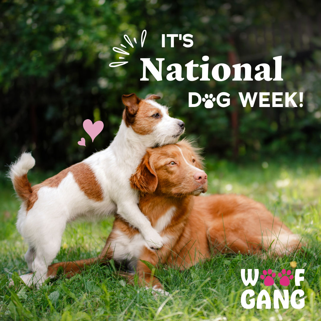 Celebrate National Dog Week With Woof Gang Bakery Fleming Island! Fleming Island, Florida