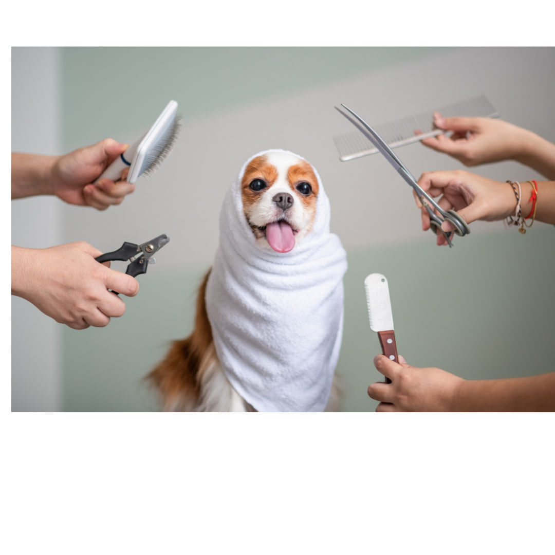 Why Do Dogs' Haircuts Cost More Than Humans'? Unveiling the Hairy Truth at Woof Gang Bakery & Groomi