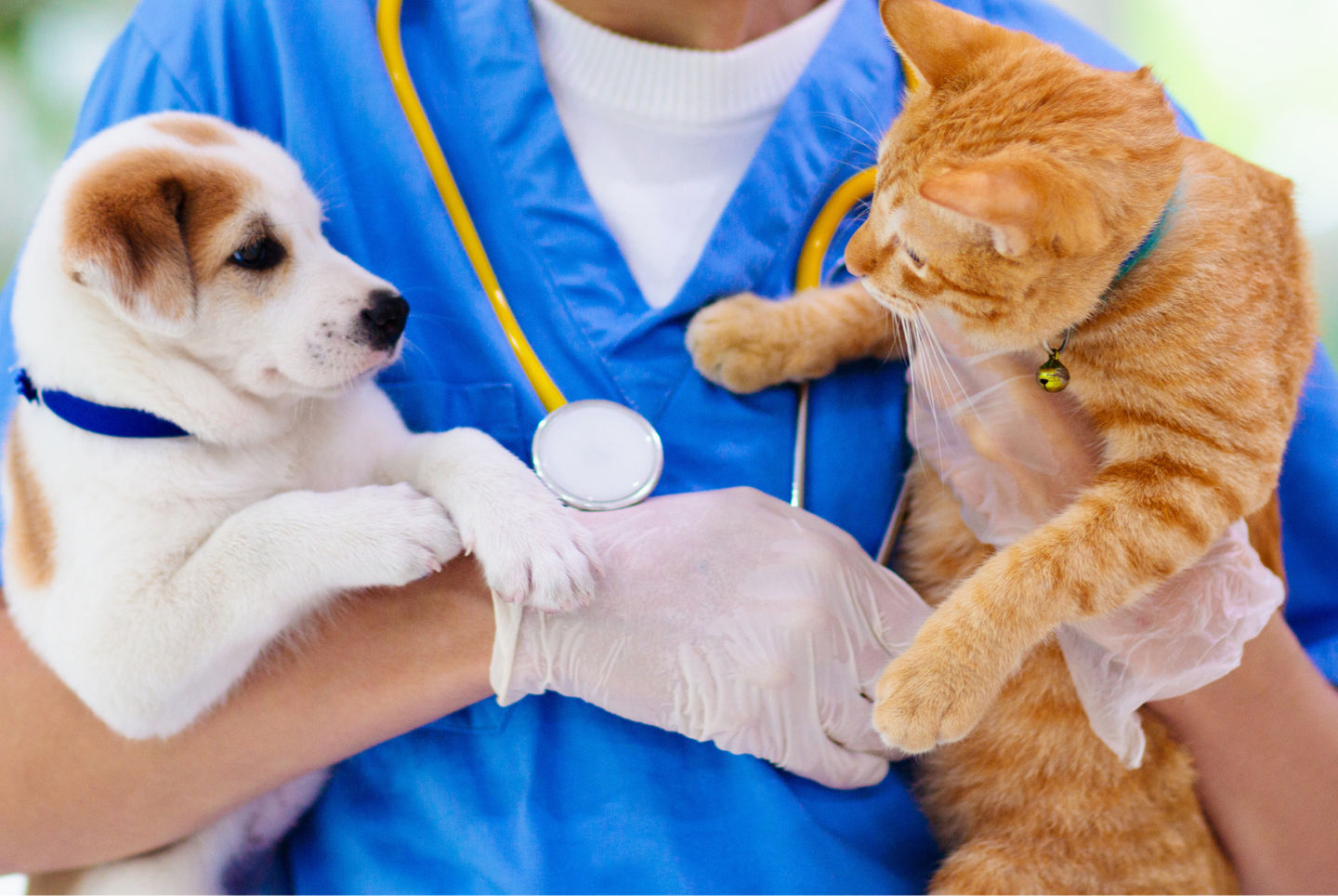 Image of blog post Benefits of Spaying or Neutering your Dog or Cat