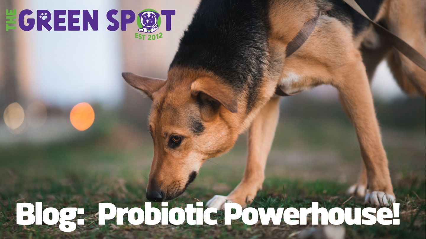 Image of blog post Probiotic Powerhouse