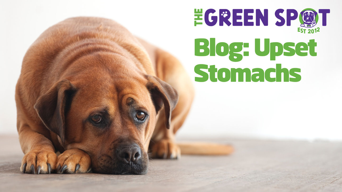 Upset Stomachs & How to Help with Food