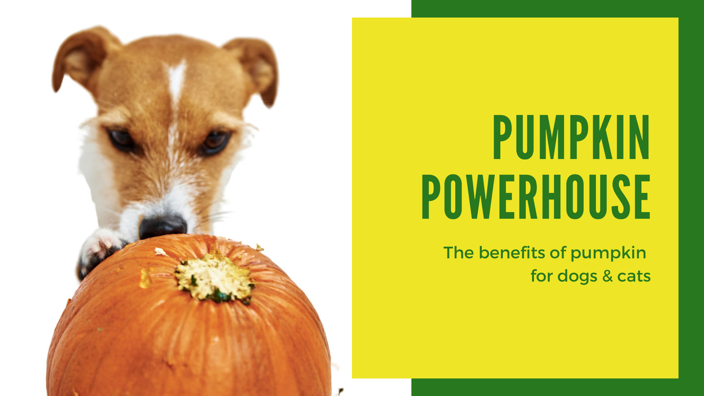 Pumpkin Powerhouse