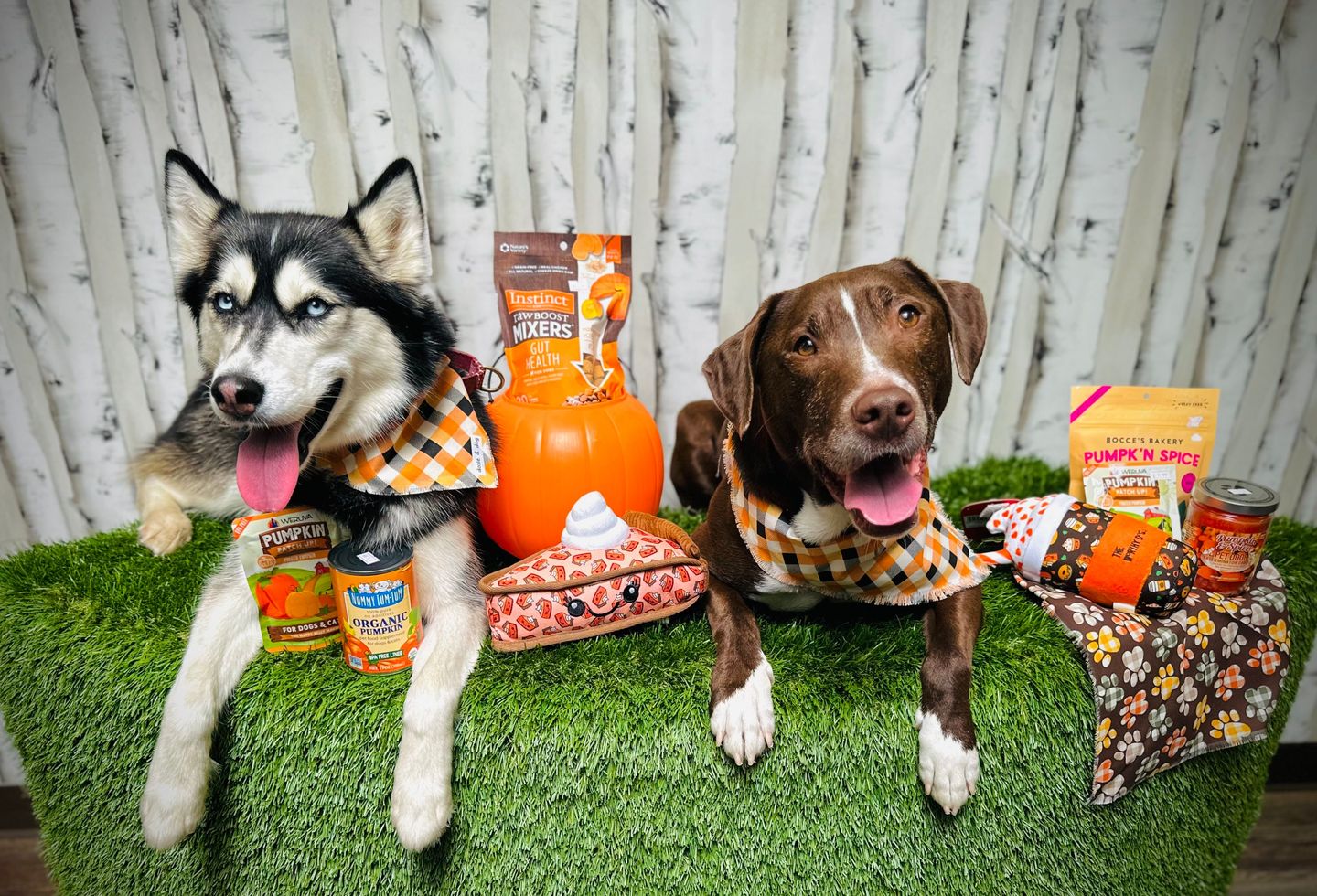 Image of blog post Pumpkin for Pets