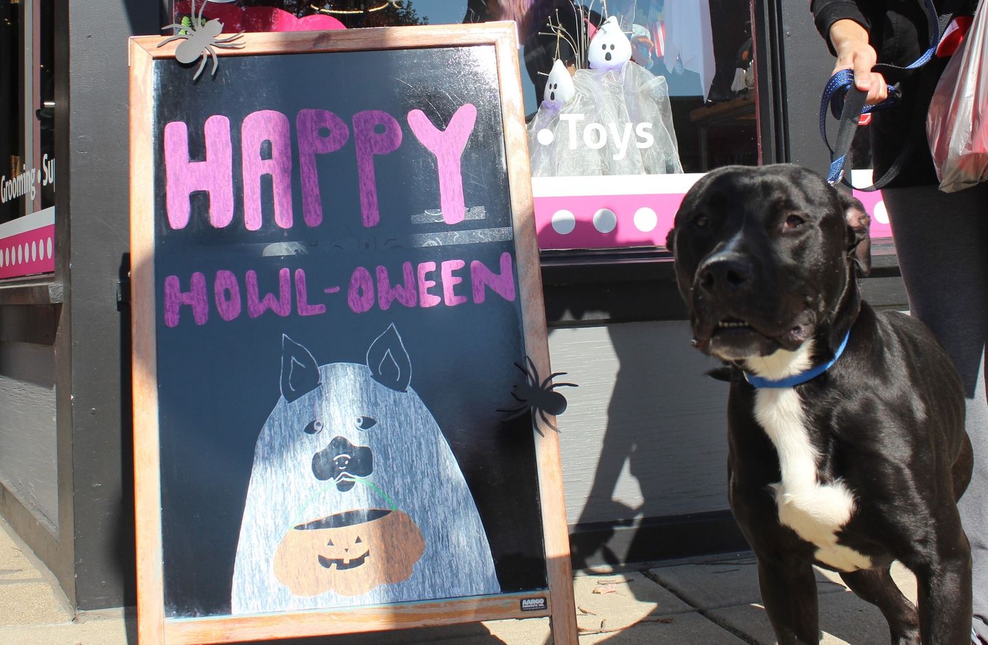 Trick or Treat Safety Tips: Keeping Your Dog Happy and Safe on Halloween