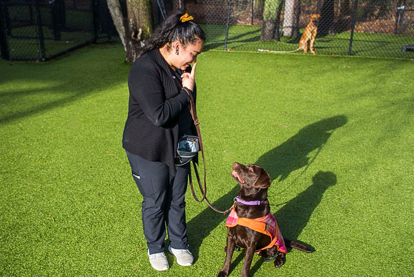 How to Prepare Your Dog for Group Training Classes