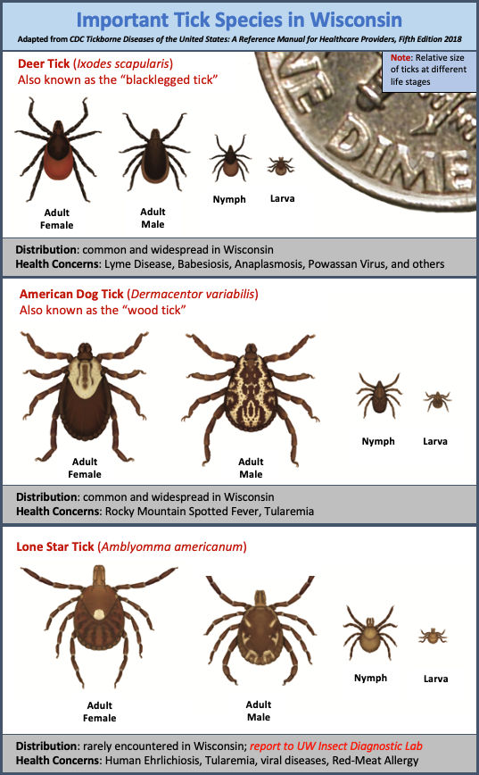 Wisconsin Ticks Education For Protection Mukwonago, Wisconsin