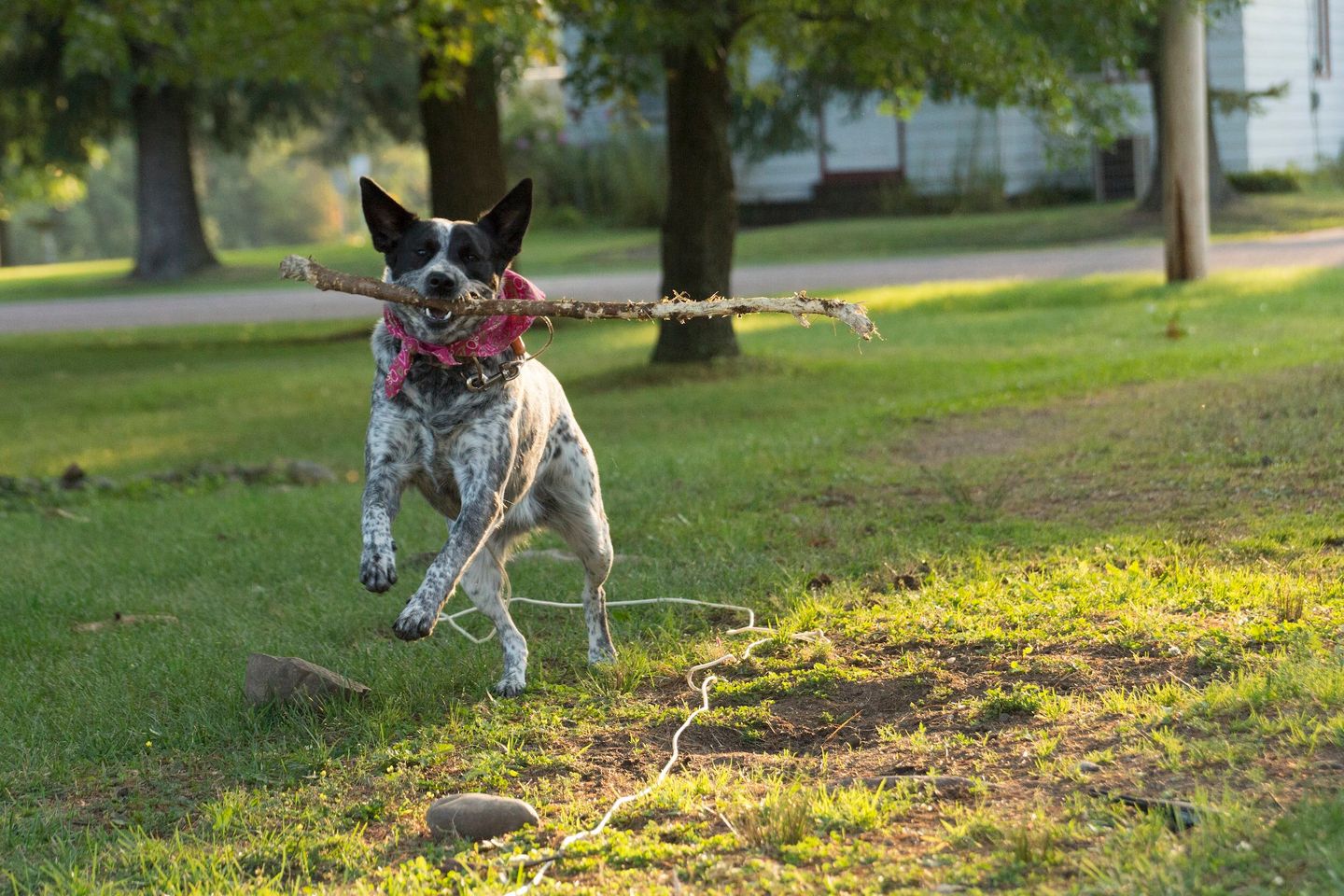 Spice up my life! The ins and outs of canine enrichment