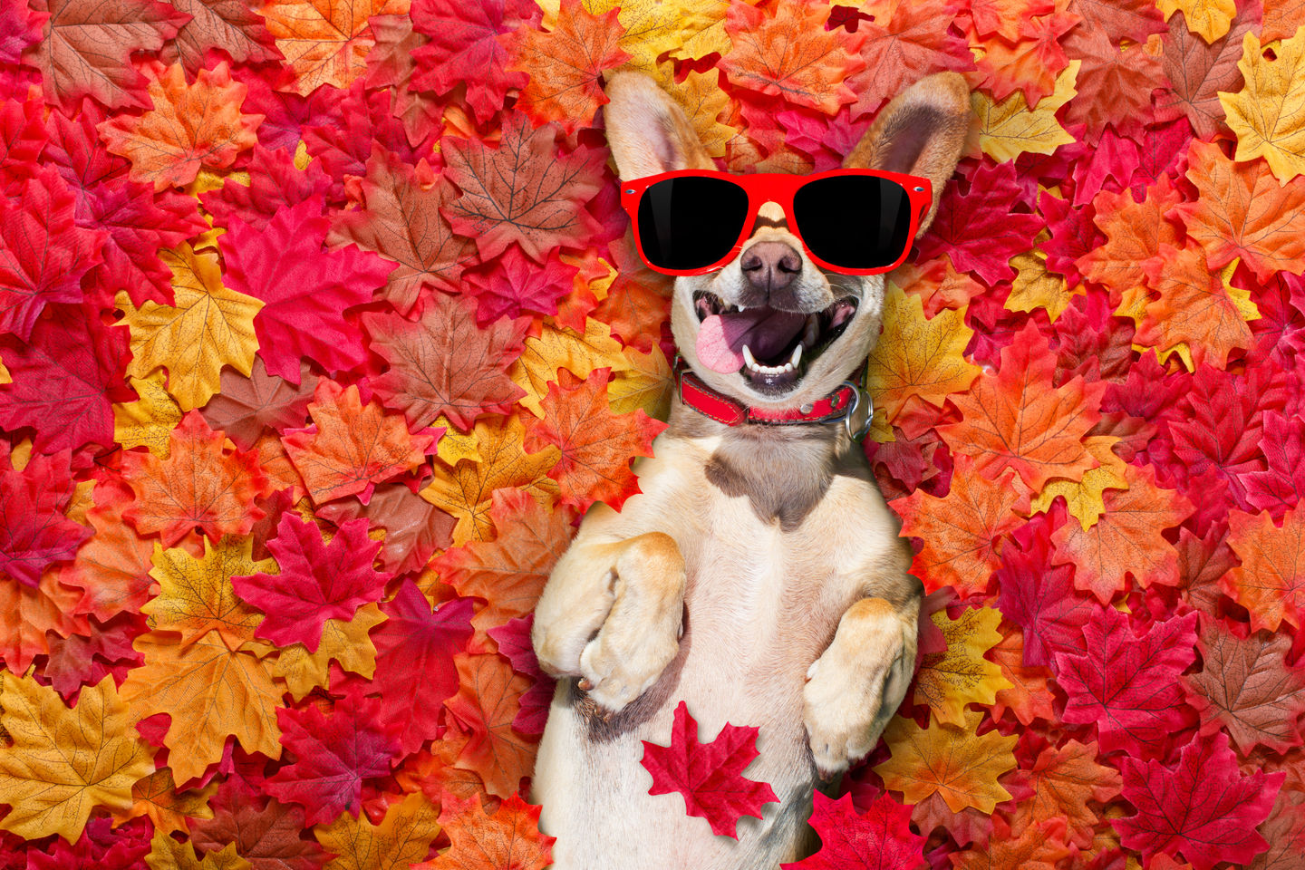 Thankful for Furry Family: How to Include Your Dog in Thanksgiving