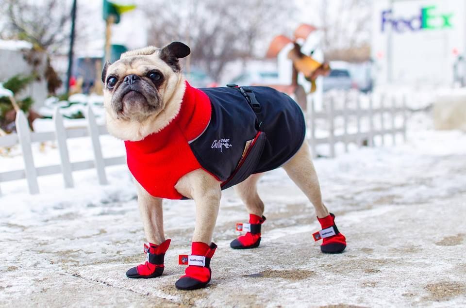 Pet Care During the Winter Season
