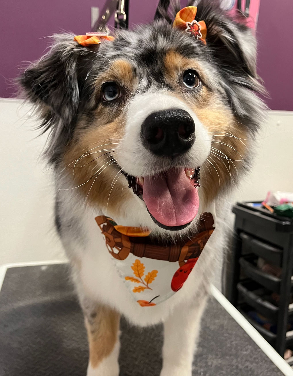 The Importance of Regular Dog Grooming and Nail Trimming
