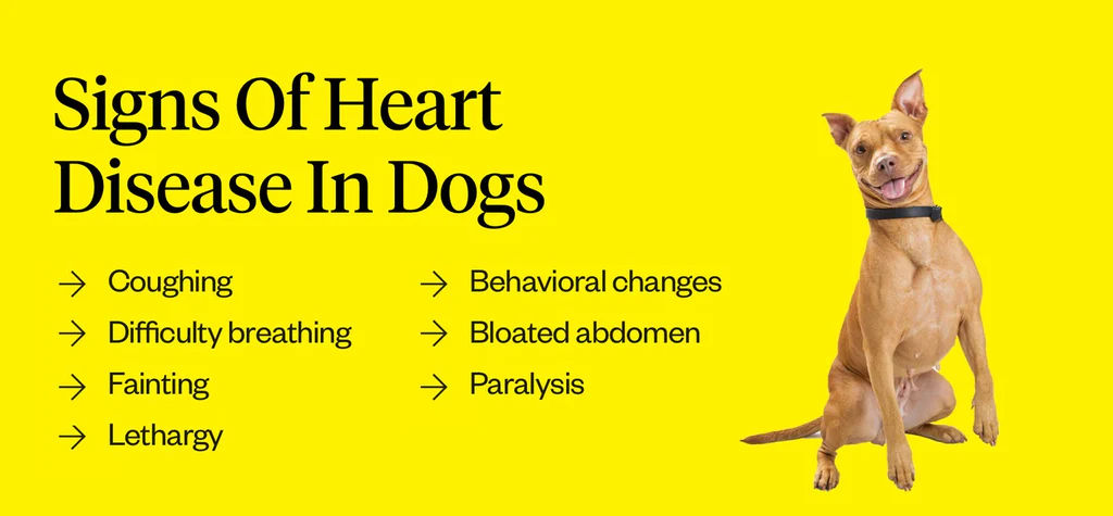 Image of blog post Heart Health in our Happy Hounds!