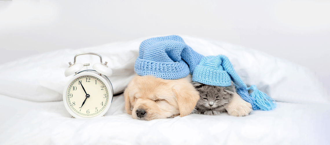 Doggie Daylight Savings Time Tips