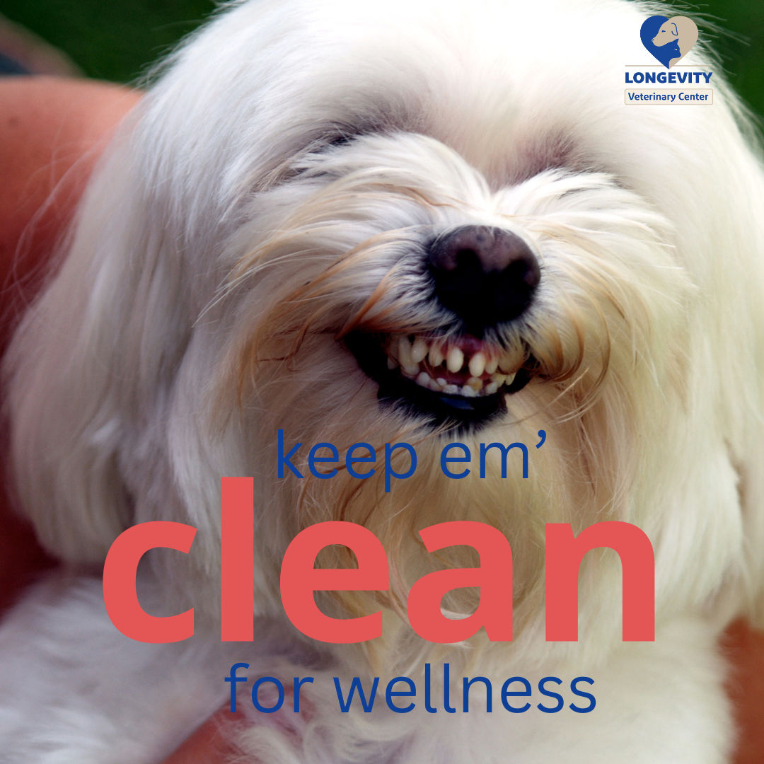 The Importance of Dental Health for Cats and Dogs: A Quick Guide to Dental Care and Procedures