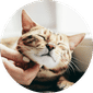 Cat Supplies