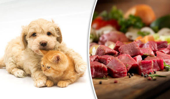 Comparing Raw Diets