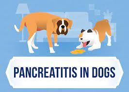 Fresh Food and Pancreatitis