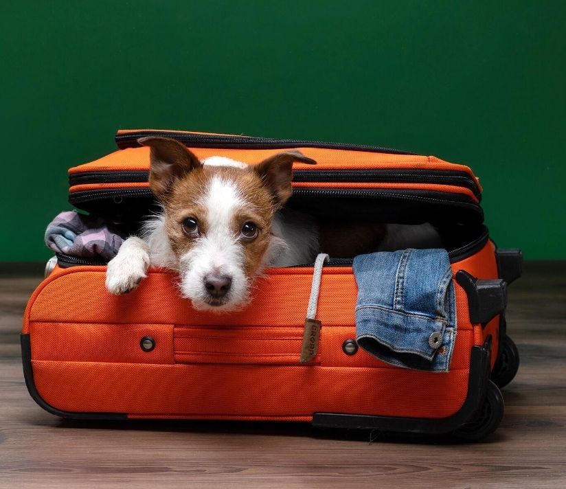 "Traveling with Pets: A Guide to Pet-Friendly Adventures and Calming Treats