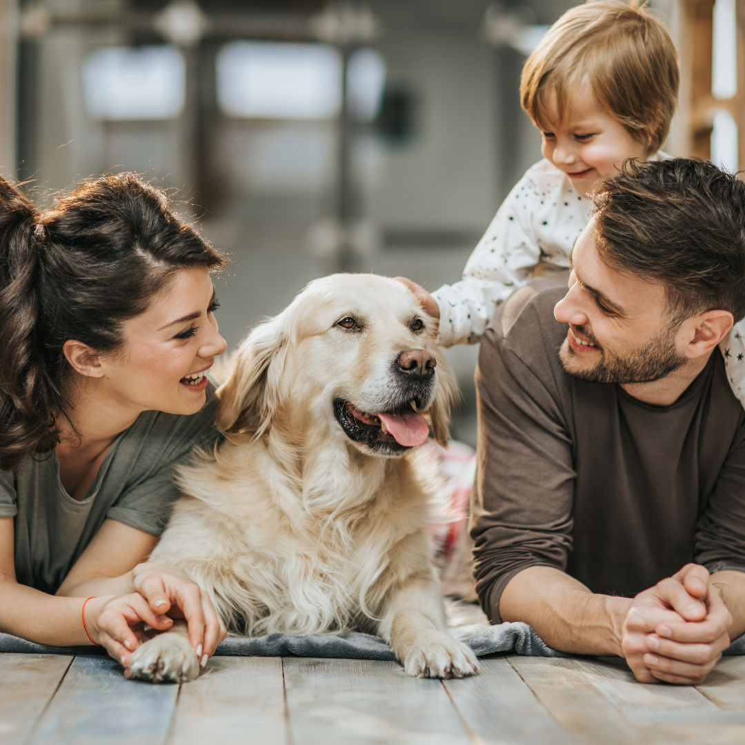 K-9 Connection