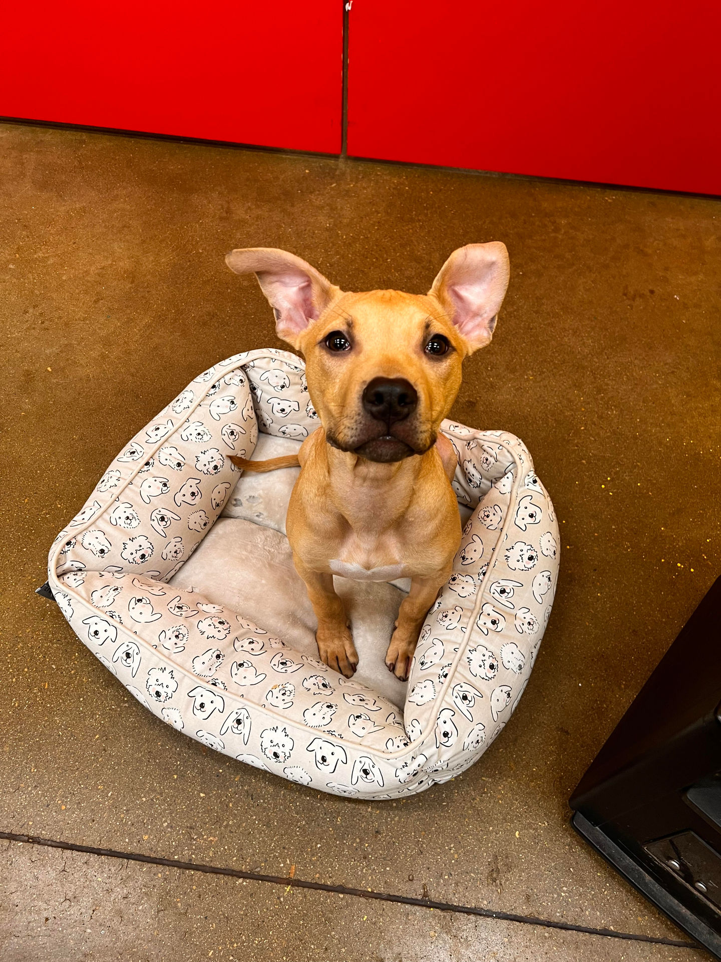 Pax the energetic puppy seeks his forever family