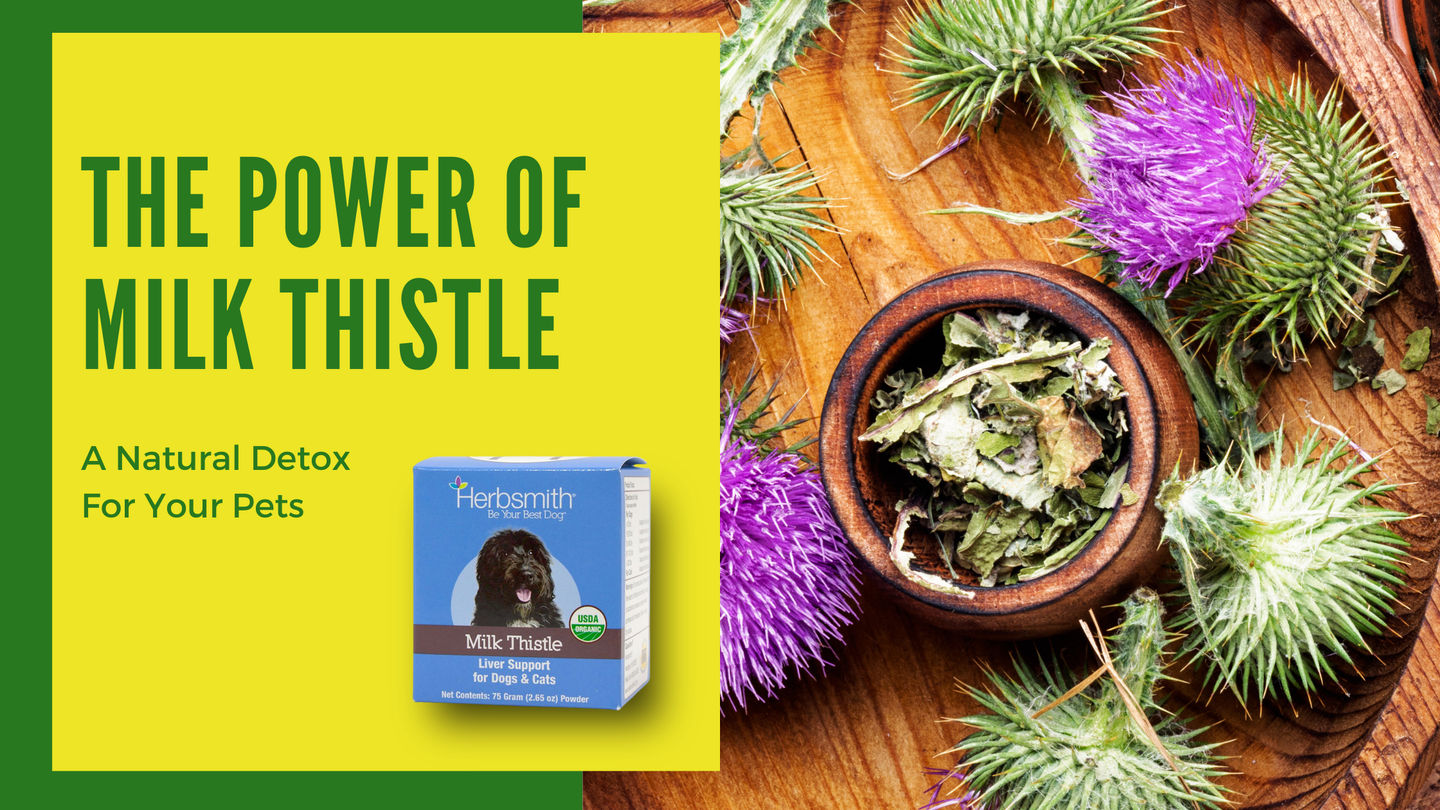 The Power of Milk Thistle: A Natural Detox For Your Pets
