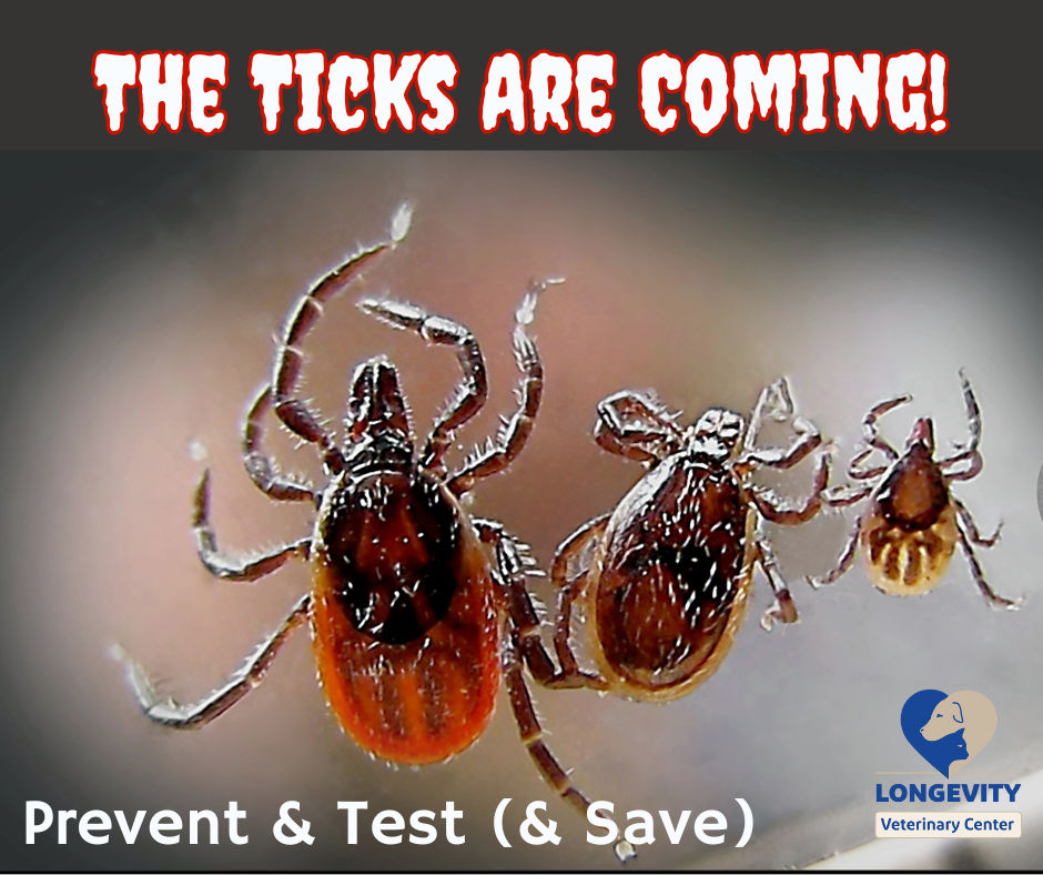 Image of blog post Lyme Disease: A Much Too Common Danger for Pets